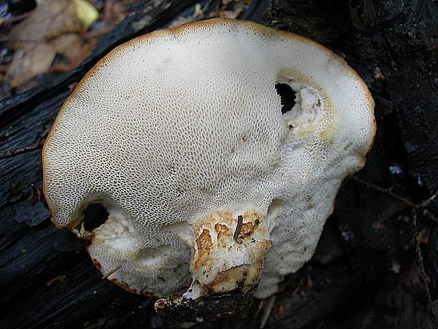 Caresta...penuria e tempi duri.....